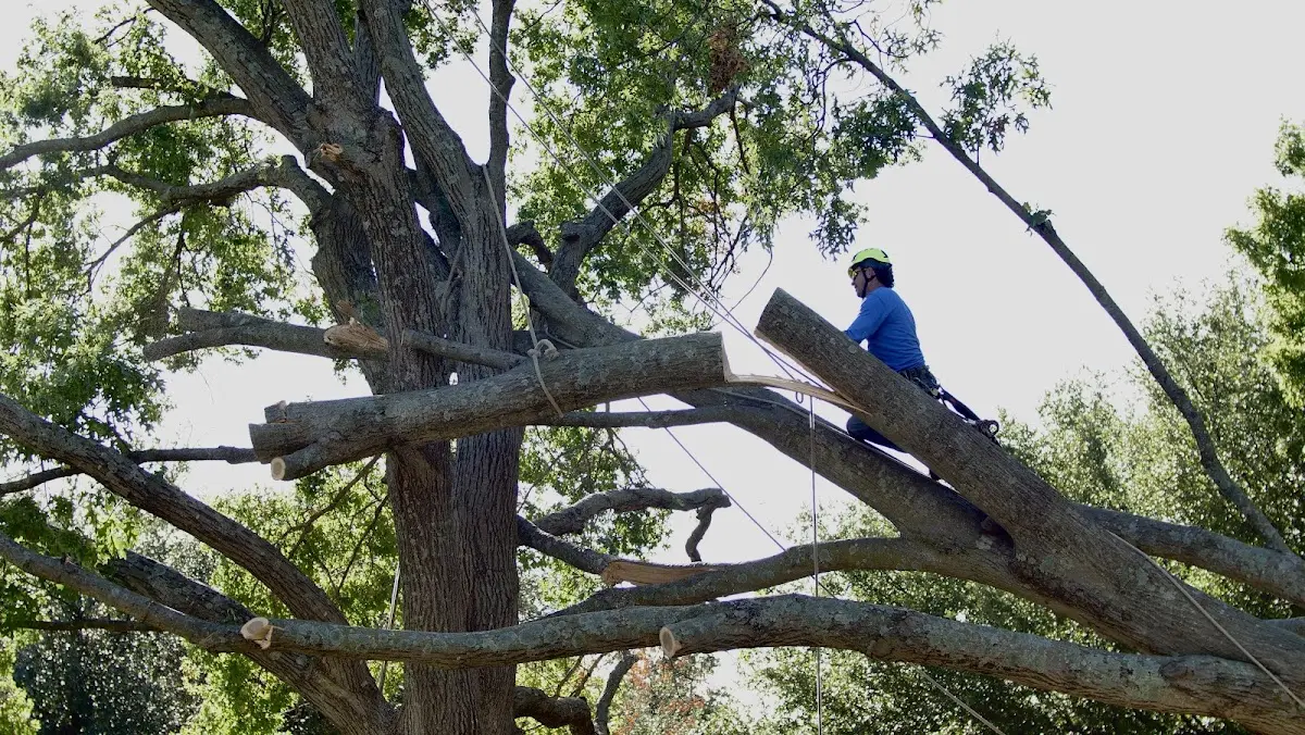 Professional Hazardous Tree Removal performed by certified arborists in Milledgeville
