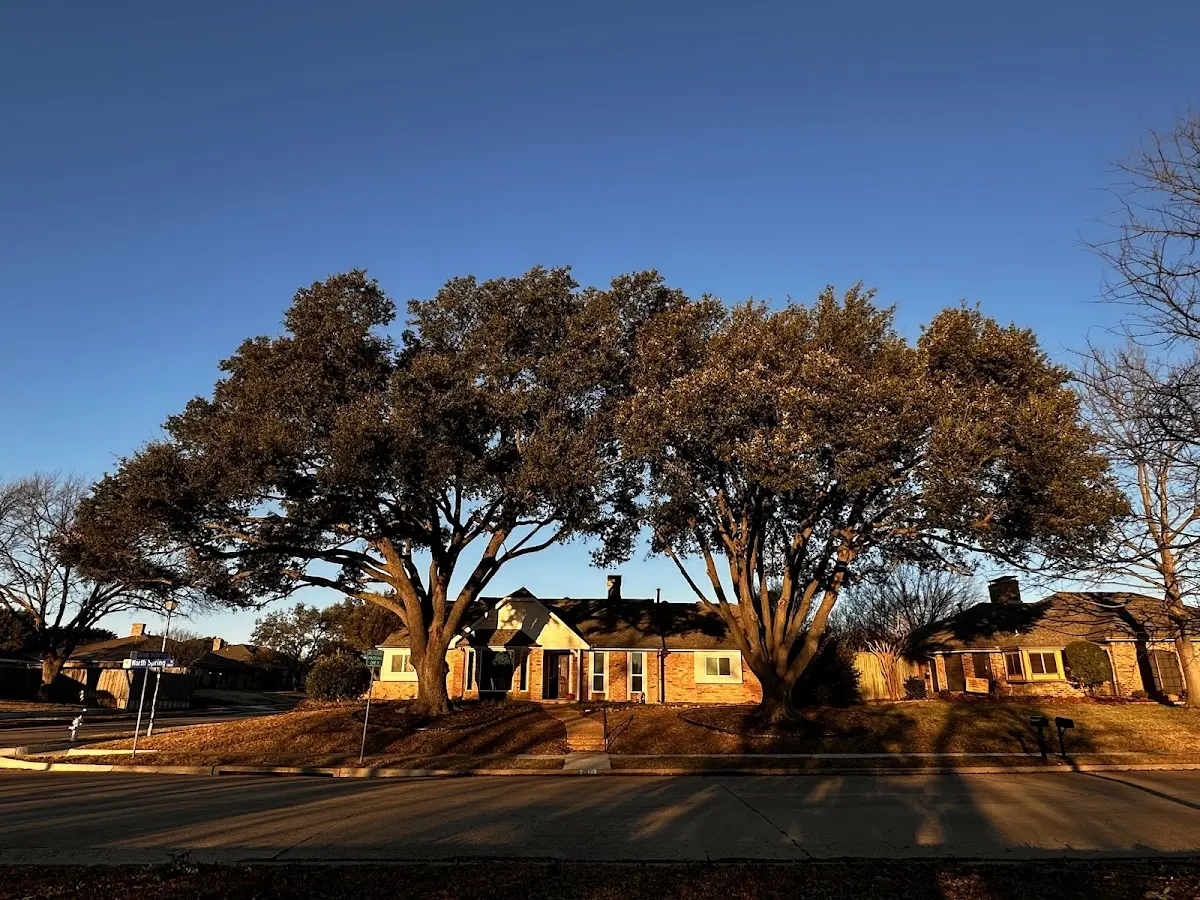 Established residential canopy tree shading a home in Milledgeville